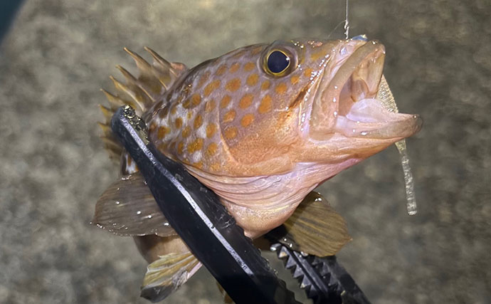 陸っぱりライトゲームで「キジハタ」狙いはパターン化できるか？　結局は魚影次第
