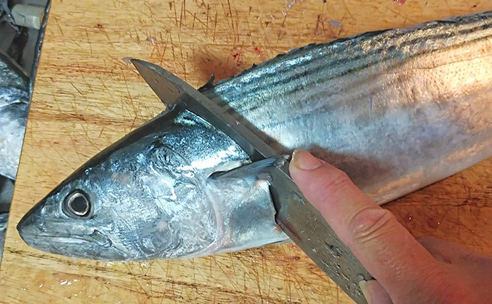 釣魚で作る「刺身アレンジ」レシピ：ハガツオの梅じそ和え　カツオ系と相性抜群