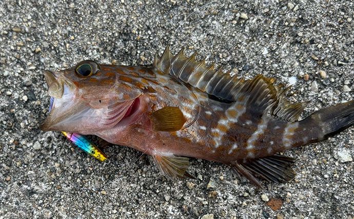 陸っぱりライトゲームで「キジハタ」狙いはパターン化できるか？　結局は魚影次第