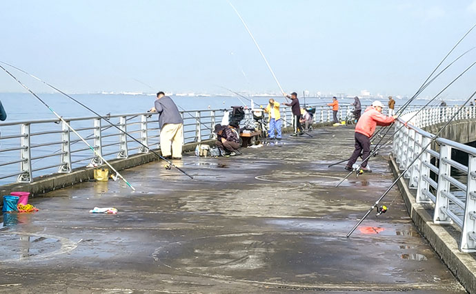 『検見川浜の突堤』でのサビキ釣りでカタクチイワシ発見！【千葉】