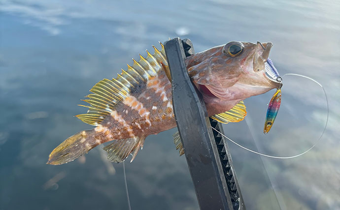 陸っぱりライトゲームで「キジハタ」狙いはパターン化できるか？　結局は魚影次第