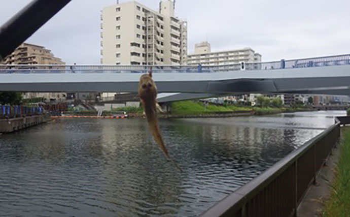 「東京都内でハゼ釣りを楽しもう！」 おすすめハゼ釣り場7選を徹底紹介【東京】