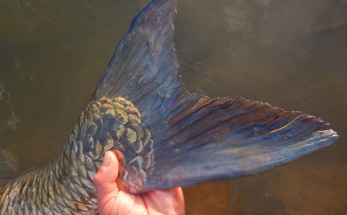 「食パンにメーター超え大型魚がヒット！」河川でのウキ釣りで105cmソウギョ手中【埼玉】