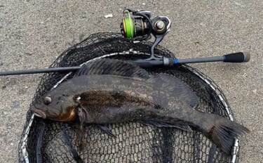 ホタテ漁が始まるとアイナメが釣れる？　北海道噴火湾のローカルロックゲー…