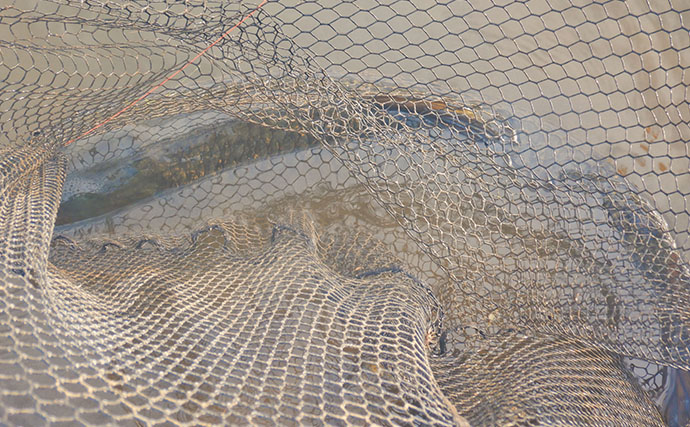 「食パンにメーター超え大型魚がヒット！」河川でのウキ釣りで105cmソウギョ手中【埼玉】