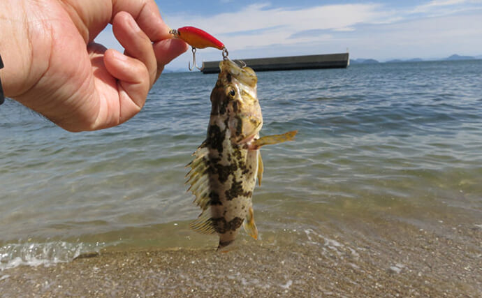 初夏にかけてタケノコメバル釣りが面白い！ プラグルアーでの釣り方を解説