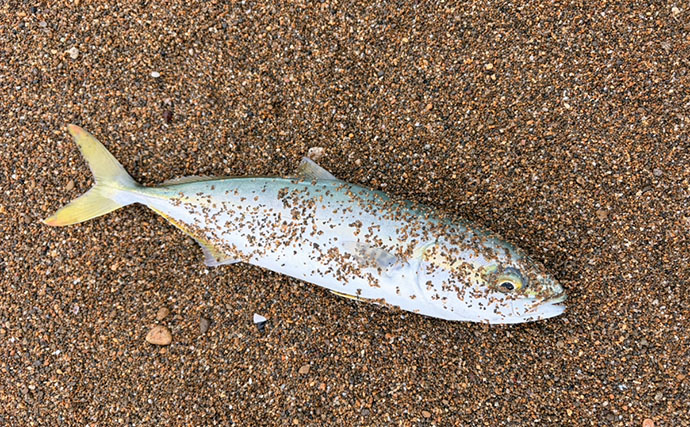「離岸流の発見が決め手！」サーフで2大ターゲット青物＆ヒラメをキャッチ【福井】