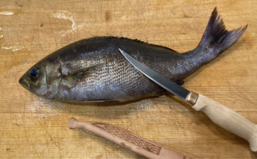 初夏の旬魚イサキを「フィレナイフ」で捌いてみた　しなる刃が魚体に沿って…