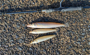 日本海で投げシロギス釣りが開幕！ エギングタックルで25cm良型キスが…