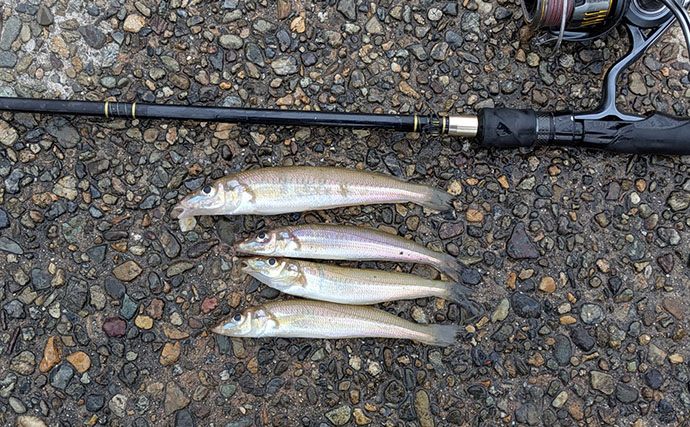 日本海で投げシロギス釣りが開幕！ エギングタックルで25cm良型キスが釣れた【京都】