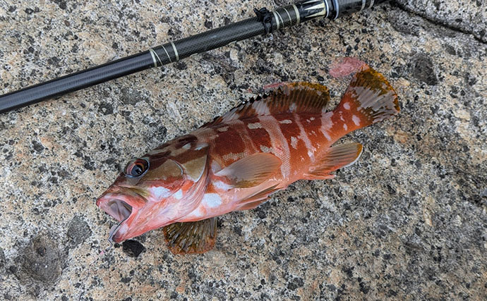 5月にアカハタが釣れるか釣行してみた【三重】ワームでアカハタ4匹キャッチも型に不満