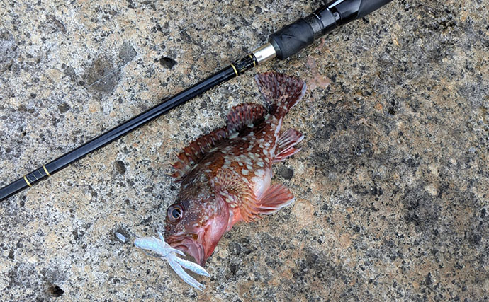 5月にアカハタが釣れるか釣行してみた【三重】ワームでアカハタ4匹キャッチも型に不満