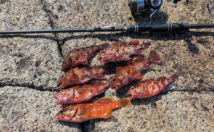 5月にアカハタが釣れるか釣行してみた【三重】ワームでアカハタ4匹キャッチも型に不満