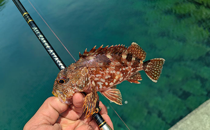 5月にアカハタが釣れるか釣行してみた【三重】ワームでアカハタ4匹キャッチも型に不満