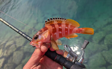 5月にアカハタが釣れるか釣行してみた【三重】ワームでアカハタ4匹キャッ…
