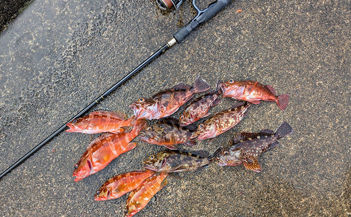 5月にアカハタが釣れるか釣行してみた【三重】ワームでアカハタ4匹キャッチも型に不満