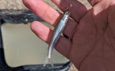 琵琶湖の夏の風物詩「小鮎釣り」が開幕　爆風対策の仕掛け的中で本命好捕【…