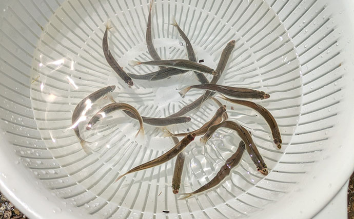 琵琶湖の夏の風物詩「小鮎釣り」が開幕　爆風対策の仕掛け的中で本命好捕【滋賀】