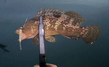陸っぱりライトゲームで「キジハタ」狙いはパターン化できるか？　結局は魚影次第