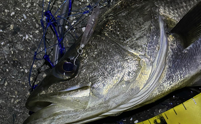 大阪湾沿岸メバリングが低調な理由を考える　春シーズンの条件が揃いきってないから？