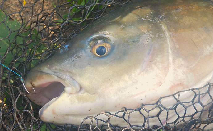 「食パンにメーター超え大型魚がヒット！」河川でのウキ釣りで105cmソウギョ手中【埼玉】