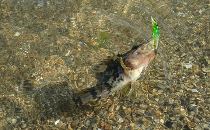初夏にかけてタケノコメバル釣りが面白い！ プラグルアーでの釣り方を解説