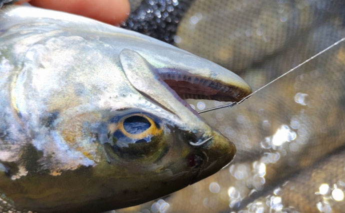 「なぜ釣れない？」渓流エサ釣りで釣果が伸びない理由を3つの視点から徹底解説
