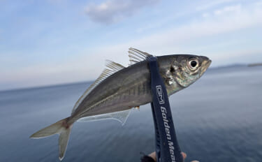 淡路島・堤防釣りレポート　夕マヅメのウキサビキ釣りでアジ15匹手中！