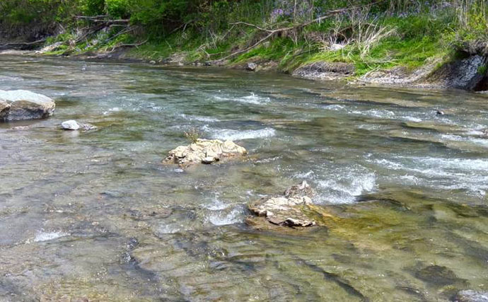 全国最速解禁の荒川でアユ友釣り開幕：解禁当日釣行でアユ100尾超え！【埼玉】