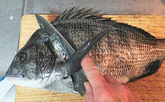 釣魚で作る「漁師飯」レシピ：クロダイのなめろう風　味噌がミソ？
