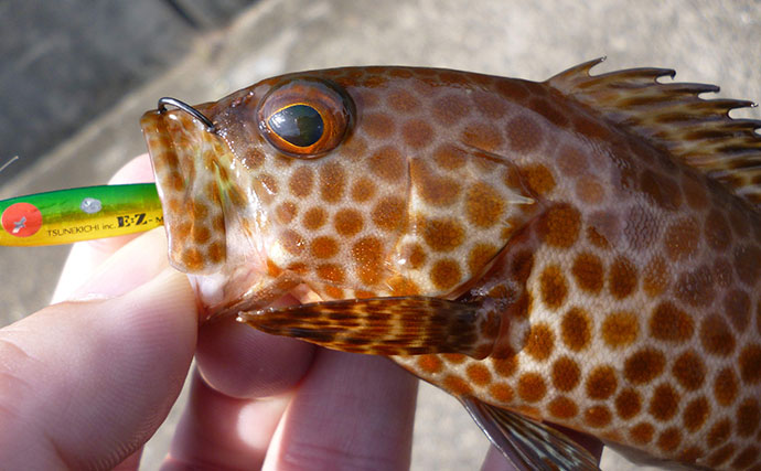 メバリング釣果レポート：ウィードエリアで本命メバルを好捕！【三重南部】
