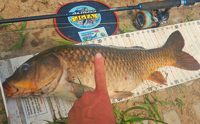 「食パンにメーター超え大型魚がヒット！」河川でのウキ釣りで105cmソウギョ手中【埼玉】