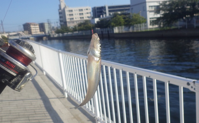「ベテラン釣り師が厳選！」神奈川県のおすすめハゼ釣り場５選を難易度別に紹介