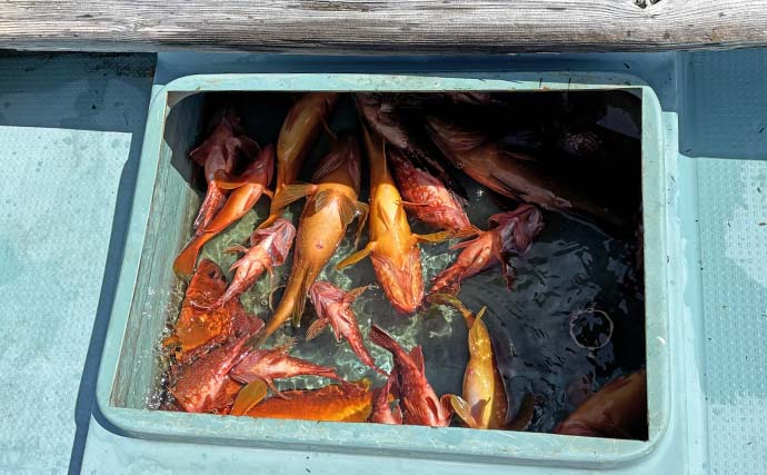 上対馬でのタイラバ＆インチク釣行でキジハタやアカハタなど根魚が入れ食い！【長崎】