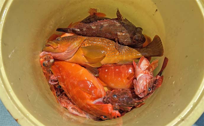 上対馬でのタイラバ＆インチク釣行でキジハタやアカハタなど根魚が入れ食い！【長崎】