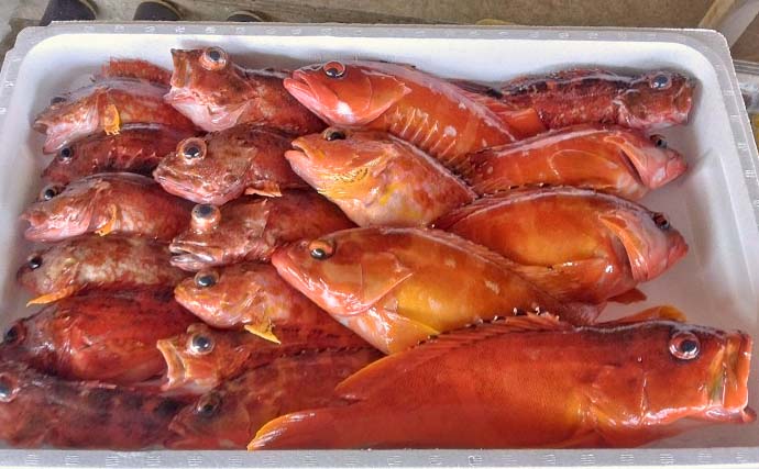 上対馬でのタイラバ＆インチク釣行でキジハタやアカハタなど根魚が入れ食い！【長崎】
