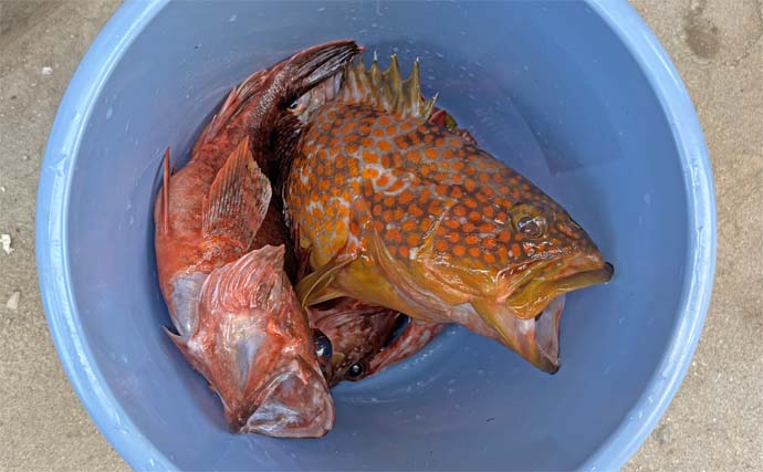 上対馬でのタイラバ＆インチク釣行でキジハタやアカハタなど根魚が入れ食い！【長崎】