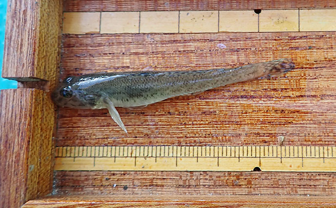 江戸川放水路で越冬ハゼ（ヒネハゼ）釣り開幕【たかはし遊船】マハゼ127匹と大漁！