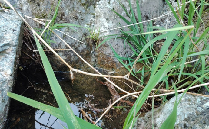 渓流釣りの危険生物・毒草を徹底解説　【熊・マムシ・マダニから身を守る方法】