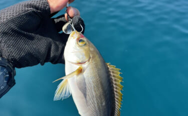 【イサキSLJ】今季初釣行で本命10匹に特大ゲスト3連発！（山口・角島…