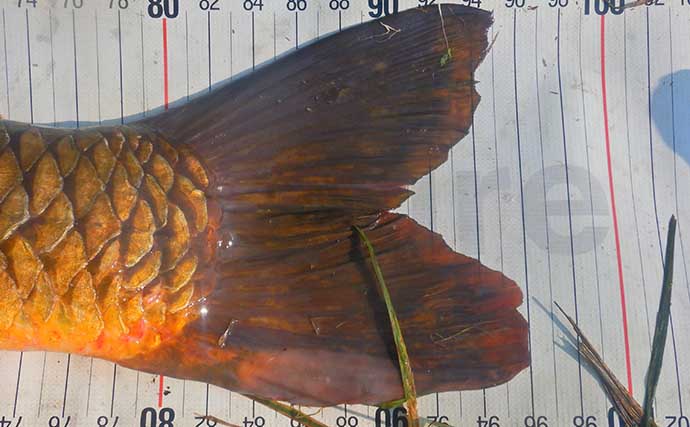 ニゴイ狙いで想定外の96cm大ゴイがヒット　ライトタックルで45分の死闘を制す【荒川】