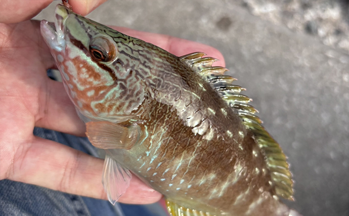 「海が濁ると魚が釣れる」を検証してみた　内房ライトゲームでメバルにカサゴ爆釣！