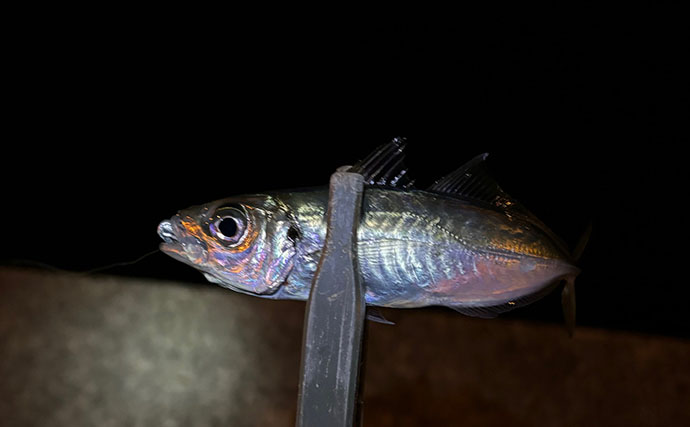 ライトゲーム愛好家が「今まで一番多く釣った魚種」は何？　サバが最有力候補