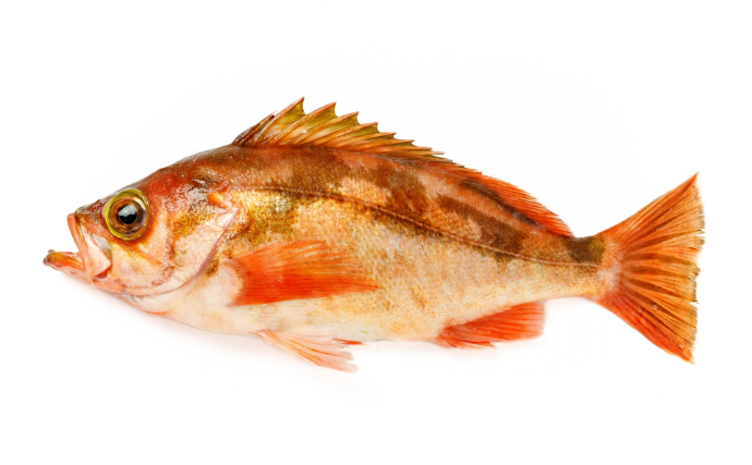 鳥取の「アカハタ」「シロハタ」はメバルのこと　ハタとつくけどハタじゃないややこしい魚