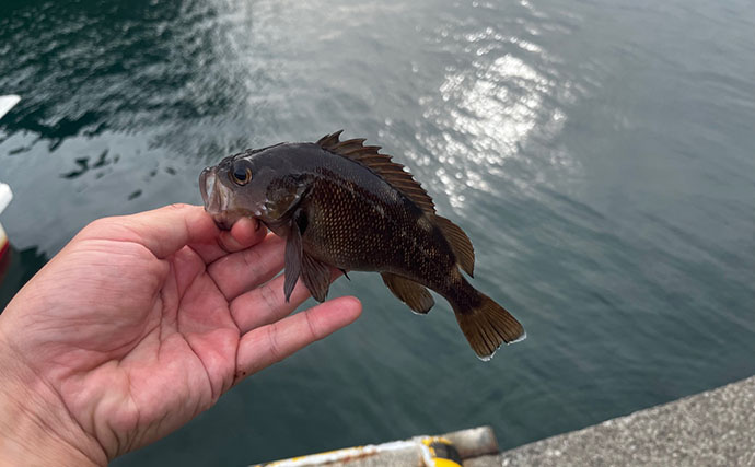 釣り初心者におすすめ！北海道で手軽に狙える「エゾメバル」を釣ってみた