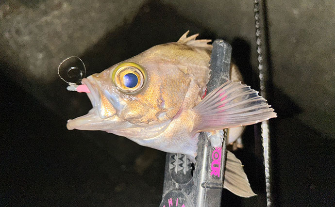 考え過ぎて迷走しがちなルアーマン必見！　簡単「五目釣りメソッド」で多魚種が連発