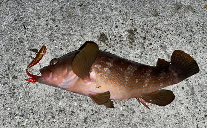 堤防で47cm大型キジハタ獲った！【岡山】潮が動き出すと魚の活性が一転