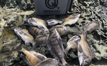 チヌフカセ釣り大会に参戦【和歌山・初島】 開始わずか30分でリミット達…