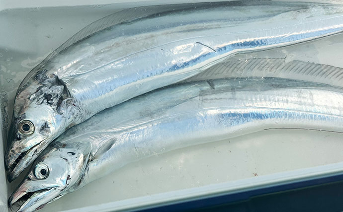 東京湾テンヤタチウオ釣行で「ドラゴン級」ヒット！【一之瀬丸】誘いの精度が上がるシャツも検証