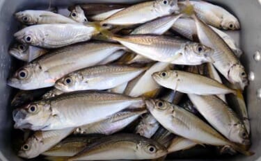 淡水小物タックル＆タナゴ仕掛けで豆アジが爆釣！【三重】アワセる爽快感が…